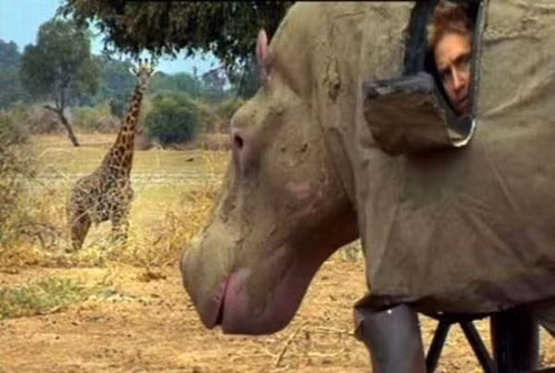 Người ta có thể quan sát động vật bên trong một con vật giả.