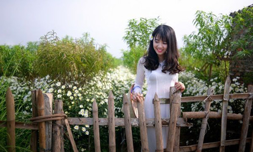 Cúc họa mi chỉ nở khoảng hai tuần đầu tháng 11 hàng năm, nên nhiều bạn trẻ đã tranh thủ chụp cho mình những bức ảnh xinh tươi bên loài hoa này.