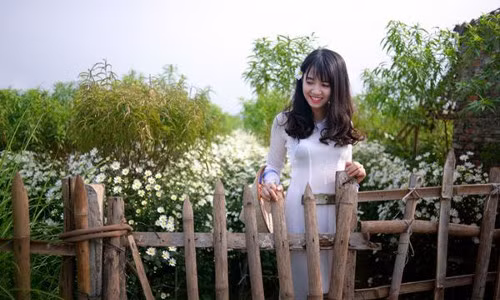 Cúc họa mi chỉ nở khoảng hai tuần đầu tháng 11 hàng năm, nên nhiều bạn trẻ đã tranh thủ chụp cho mình những bức ảnh xinh tươi bên loài hoa này.