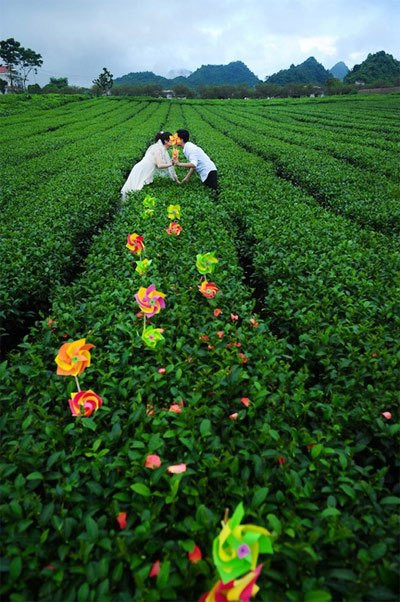 Với những cảnh nền như vậy, thực sự Mộc Châu thúc đẩy cảm hứng sáng tác của các nhiếp ảnh gia và ngày càng có nhiều cô dâu - chú rể đã chọn Mộc Châu làm địa điểm chụp ảnh cưới. Ảnh: Sam Media.