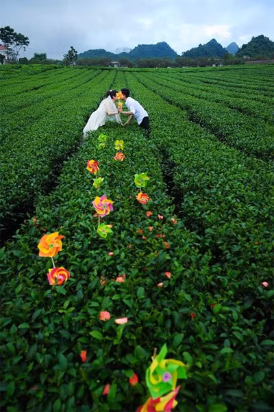 Với những cảnh nền như vậy, thực sự Mộc Châu thúc đẩy cảm hứng sáng tác của các nhiếp ảnh gia và ngày càng có nhiều cô dâu - chú rể đã chọn Mộc Châu làm địa điểm chụp ảnh cưới. Ảnh: Sam Media.