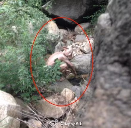 Một du khách Trung Quốc trong khi đi vệ sinh đã phát hiện ra sinh vật kỳ lạ này và nhanh tay chụp ảnh lại tung lên mạng. Ngay lập tức, những hình ảnh về quái vật giống Gollum này đã trở thành chủ đề bàn tán sôi nổi trên các trang mạng xã hội.