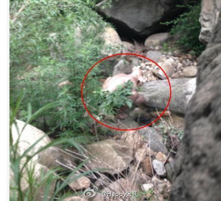 “Tôi đang đi tìm chỗ để tiểu tiện thì bất ngờ thấy quái vật. Tôi đã chụp vài bức hình về quái vật, nhưng giờ tôi rất sợ”, người du khách chia sẻ với báo chí.