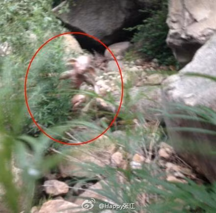 Rất nhiều người đã tin sự xuất hiện của quái vật Gollum này là thật và lan truyền những hình ảnh về quái vật này ngày một nhiều hơn.