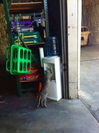 Miu giỏi không, tự rót nước kìa.