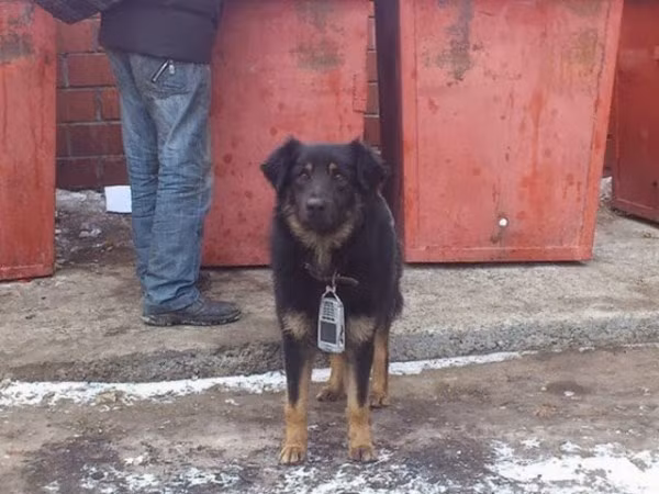 Thú cưng cũng có điện thoại di động.