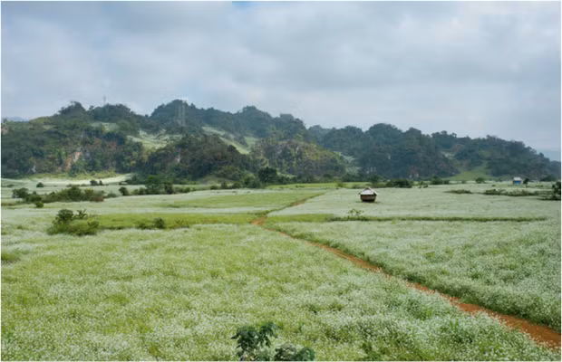 Mộc Châu là cao nguyên đẹp nhất miền Bắc. Đến với Mộc Châu mùa đông, bạn sẽ được đắm mình trong thiên đường hoa cải trắng ngút ngàn và thanh bình. Màu trắng của hoa cải đan xen với màu xanh của lá thông hút hồn biết bao nhiêu du khách. 