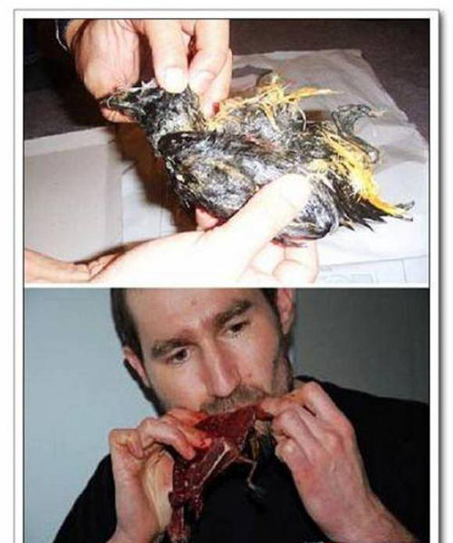  Ăn loài chim Auk bị phân hủy. Người dân ở Greenland, khu vực tự trị thuộc Đan Mạch sẽ ăn loài chim Auk bị phân hủy vào dịp Noel. Con chim Auk chết sẽ được gói trong bộ da chó biển, chôn dưới lớp đá trong vài tháng trước Giáng sinh. Đến dịp Noel, người dân đào lên, bỏ hết phần thịt phân hủy bên trong và chỉ ăn da. Mùi món ăn độc đáo này rất thơm.