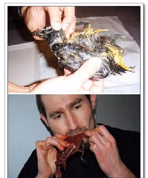  Ăn loài chim Auk bị phân hủy. Người dân ở Greenland, khu vực tự trị thuộc Đan Mạch sẽ ăn loài chim Auk bị phân hủy vào dịp Noel. Con chim Auk chết sẽ được gói trong bộ da chó biển, chôn dưới lớp đá trong vài tháng trước Giáng sinh. Đến dịp Noel, người dân đào lên, bỏ hết phần thịt phân hủy bên trong và chỉ ăn da. Mùi món ăn độc đáo này rất thơm.