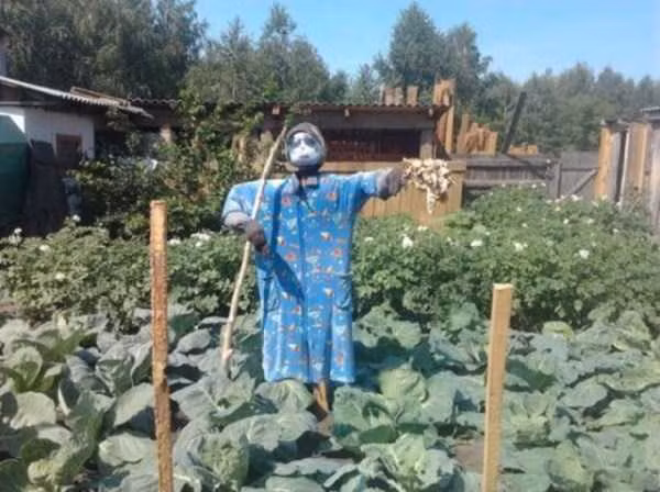 Tạo hình nhân trông giữ vườn.