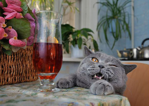 Một ly, ta say say...