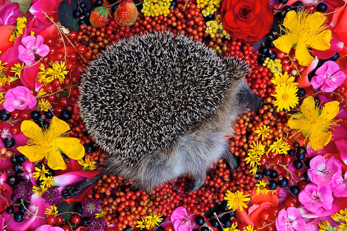 Lần này, Maria quyết định tiếp tục truyền thống đó khi chụp ảnh lại những động vật chết tự nhiên hoặc những động vật bị tai nạn với một phông nền rực rỡ là các bông hoa tươi tự nhiên. Đặc biệt hơn, những bông hoa được sử dụng trong những bức ảnh là hoa trong vườn của chính nhiếp ảnh gia.