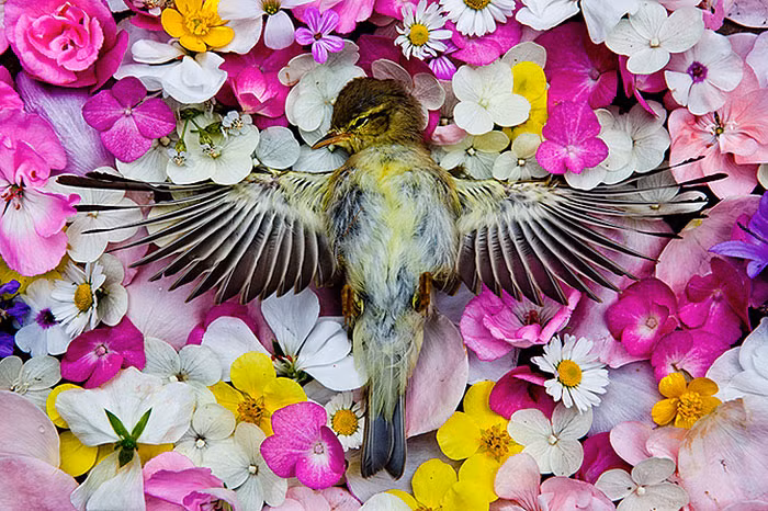 Những bức ảnh này khiến người xem có thể nhìn nhận cái chết dưới một góc độ khác. Đẹp đẽ và yên bình. Bộ ảnh khi được đăng tải đã thu hút sự chú ý của dư luận, một số ý kiến cho rằng nó thật độc đáo và tuyệt vời nhưng cũng những nhận xét trái chiều cho rằng đây là hành động biến thái.