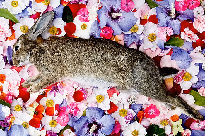 Một số cư dân mạng nhận xét các bức ảnh của Maria thật sáng tạo, và hành động này của cô giống như bà tiên tốt bụng phù phép cho những động vật này ngủ say trong một không gian tuyệt đẹp thay vì để chúng kết thúc vòng đời một cách thông thường.