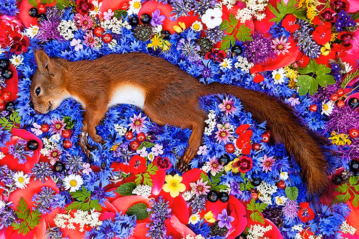 Những con vật xấu số qua đời do tai nạn sẽ được Maria chải chuốt lại sau đó đặt nằm trên các thảm hoa rực rỡ sắc màu và thi thể của các con vật được tạo dáng trông như chúng chỉ đang ngủ say và mơ thấy hình ảnh của chính mình.