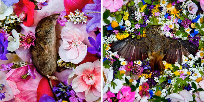 Một số hình ảnh khác trong bộ ảnh.