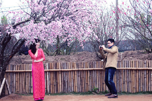 Từ trước Tết khoảng 2 tuần cho đến hết tháng Giêng âm lịch, số lượng khách đến chụp hình ở các vườn khá đông.