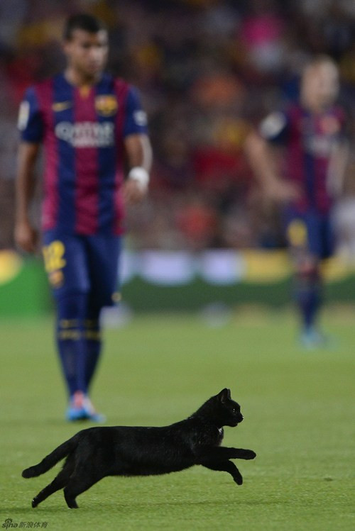 Ngay lập tức các nhân viên an ninh đã nhập cuộc để đưa vị khách đặc biệt này ra khỏi sân. Đây không phải là lần đầu tiên các loài động vật như chó, mèo lọt được vào sân vận động.