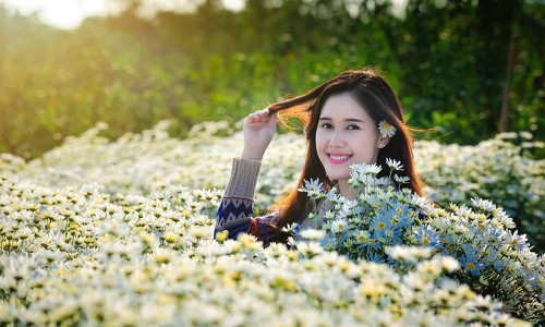 Hoa cúc họa mi mang một vẻ đẹp dịu dàng, tinh khiết như vẻ đẹp của một cô gái 20 tươi trẻ và tràn đầy sức sống.