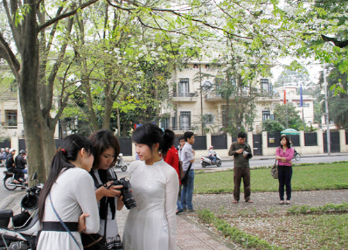 Hoa sưa. Không rực rỡ như các loài hoa trên, nhưng hoa sưa vẫn hút đươc các bạn trẻ.