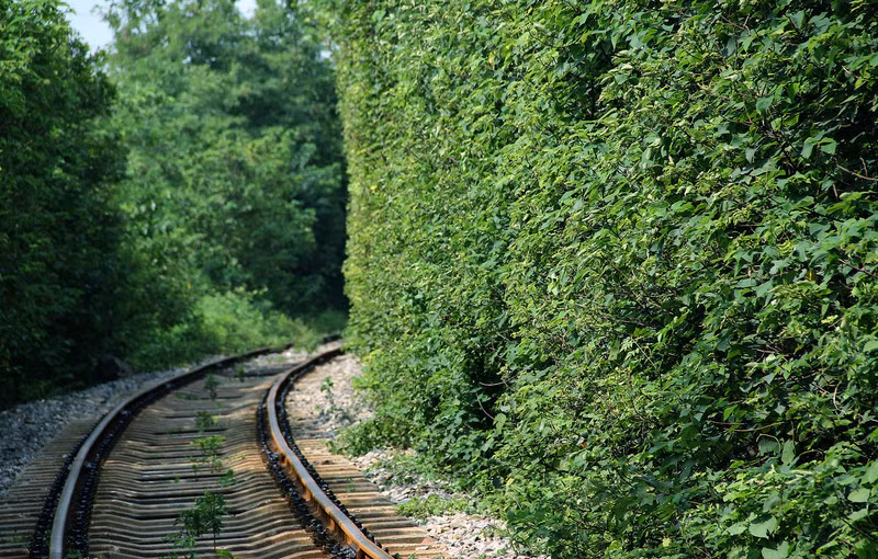 Vòm lá xanh ken dày vào nhau, chụm vào hình thành nên một đoạn đường hầm đẹp mê hồn, ánh nắng thi thoảng xuyên qua khiến cả con đường bừng sáng rực rỡ như một tuyệt cảnh.