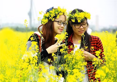 Vào mỗi dịp cuối tuần, giới trẻ từ khắp nơi đổ về cánh đồng cải ở An Lạc Trâu Quỳ, Gia Lâm, Hà Nội) để được chiễm ngưỡng những “dải lụa vàng” đẹp như mơ.