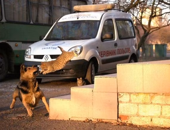 Đại chiến giữa chó và mèo.