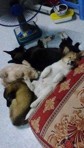 Bọn anh cũng nóng quá đây!