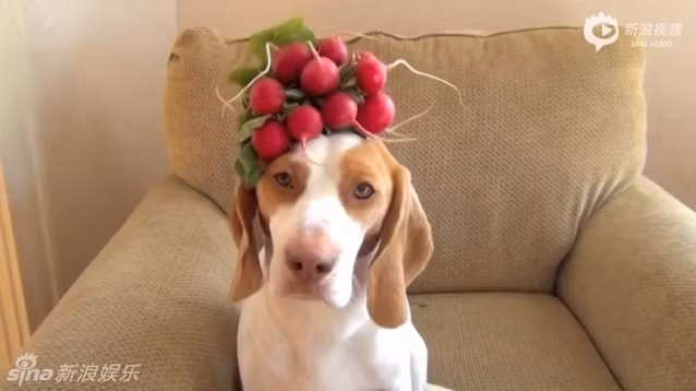 Cùng ngắm một số hình ảnh khác của chú chó khiến cư dân mạng "đổ gục".