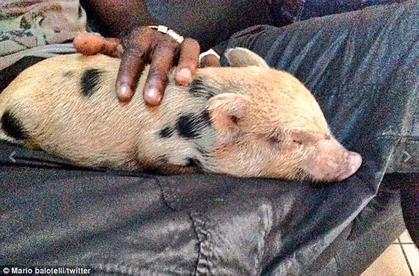 Người ta nuôi chó, nuôi mèo cảnh nhưng Balotelli phải chơi trội nuôi... lợn cảnh. Rước chú lợn bé xíu về nhà nuôi, Balotelli lập tức khoe trên Twitter hình ảnh cho chú bạn bốn chân vào lòng, cưng nựng và ve vuốt.