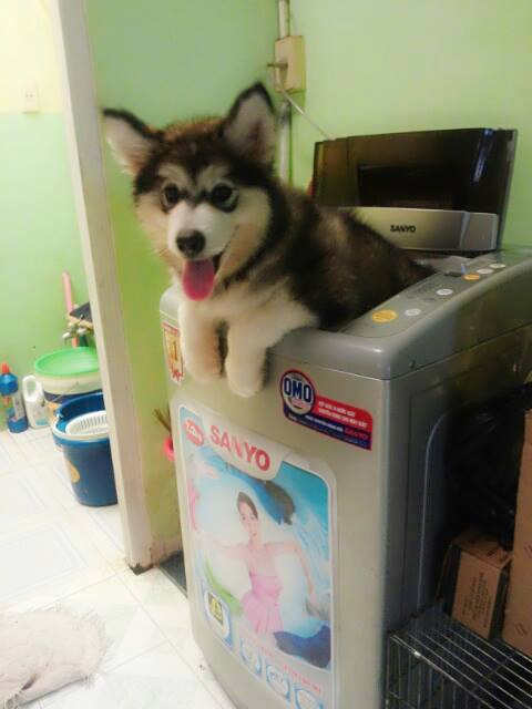 Em tắm xong rồi ạ.