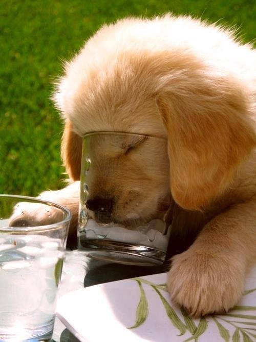 Cách chống nóng của cún.