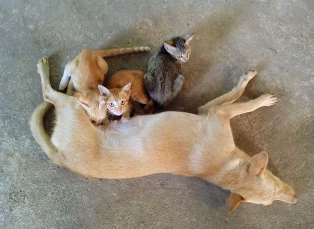 Có một sự nhầm lẫn mẹ không hề nhẹ.