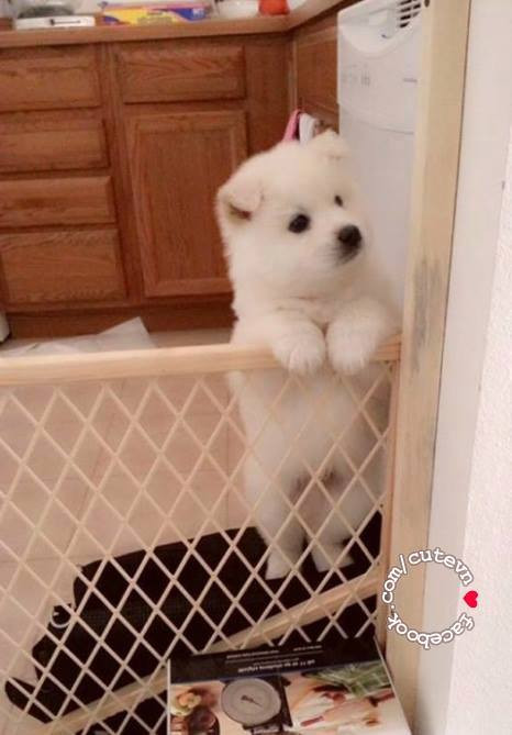 Sao mẹ đi chợ lâu về vậy?