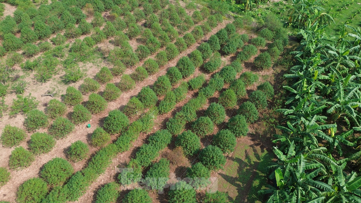 Cách đó không xa là hơn 3ha đào của gia đình chị Đinh Thị Mùi. Chị cho biết, mưa bão khiến khoảng 30% diện tích đào bị chết.