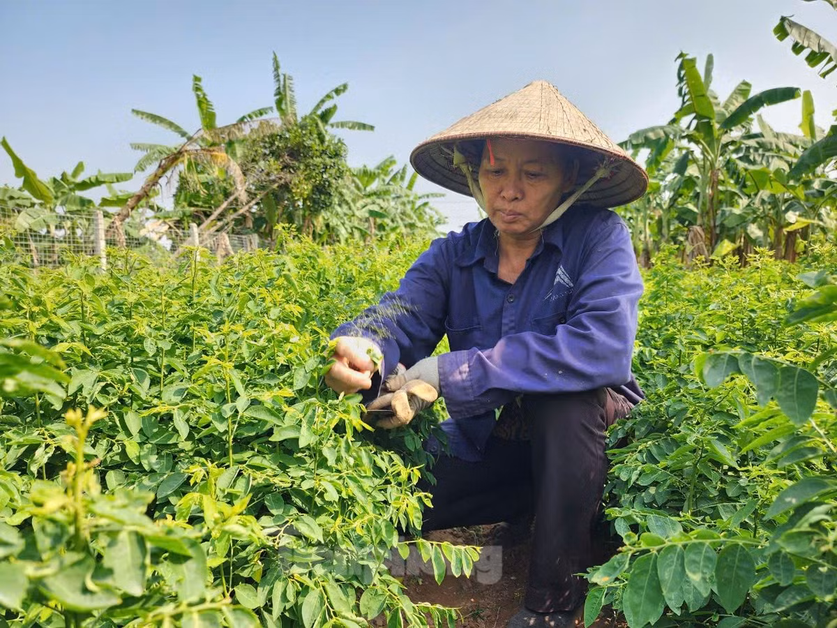 Hiện nay, bà Viên tiếp tục nhận thêm đất bãi để mở rộng diện tích trồng rau.