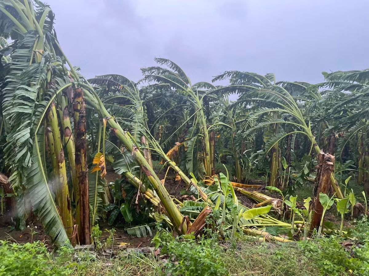 Bai song Hong hoi sinh sau gan 2 thang bao so 3 tran qua