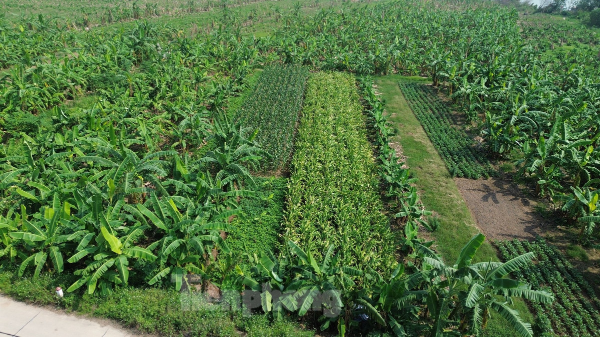 Diện tích chuối, ngô đã phủ xanh vùng bãi.