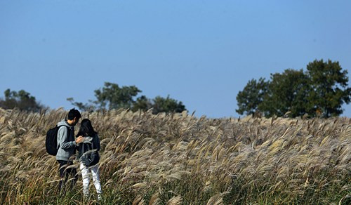 Nhiều cảnh quay lãng mạn cũng đã diễn ra tại công viên Bầu trời vào đúng thời điểm những bông cỏ lau nở rộ.