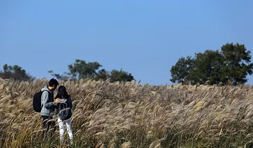 Nhiều cảnh quay lãng mạn cũng đã diễn ra tại công viên Bầu trời vào đúng thời điểm những bông cỏ lau nở rộ.