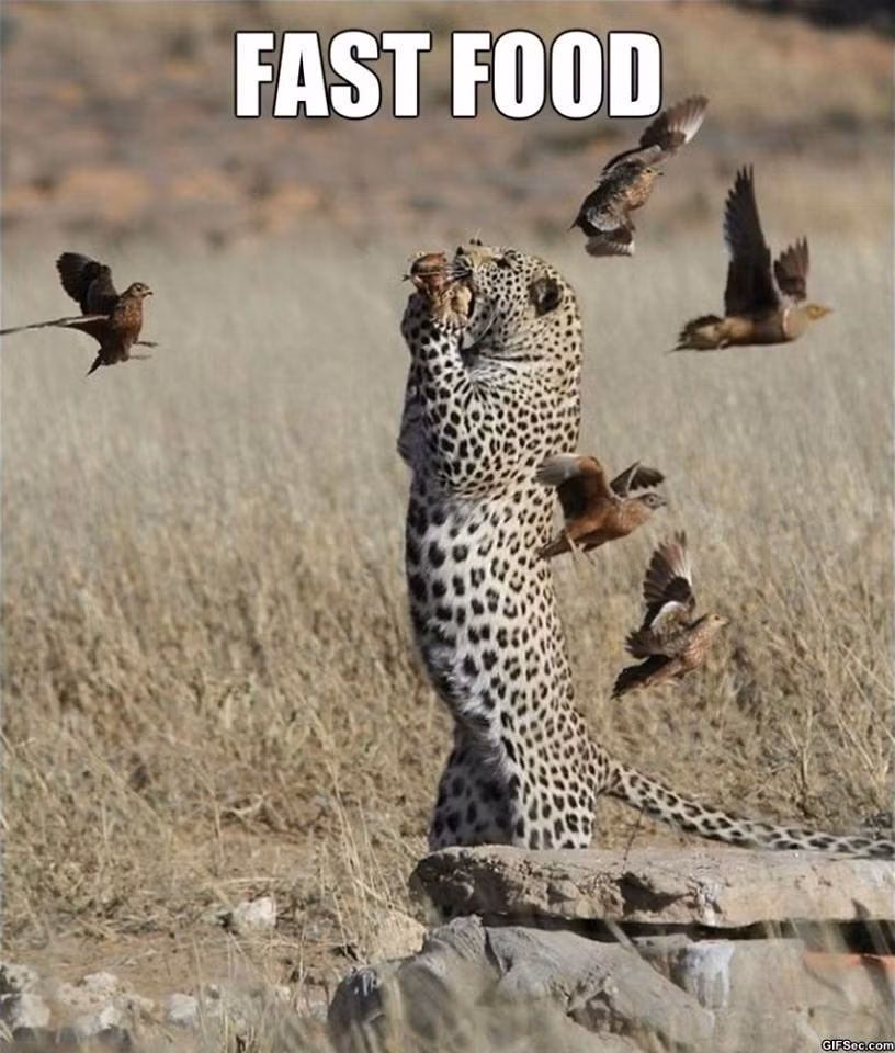 Thức ăn nhanh của tôi đó.