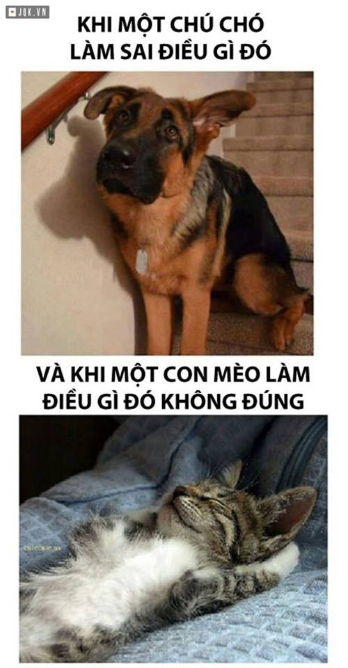 Sự khác nhau giữa chó và mèo khi làm điều gì sai.