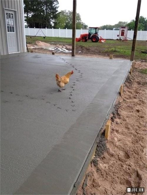 Thảm họa của gà.