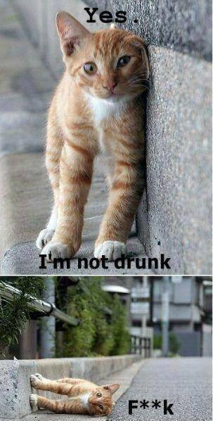 Em đã bảo là em chưa say mà.