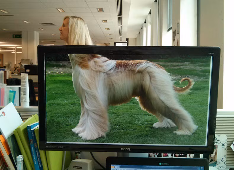 Bộ tóc cũng mượt tương xứng với bộ lông nữa cơ.