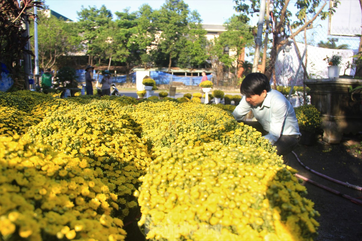 Cuc no qua som, chu vuon khoc rong ban thao truoc