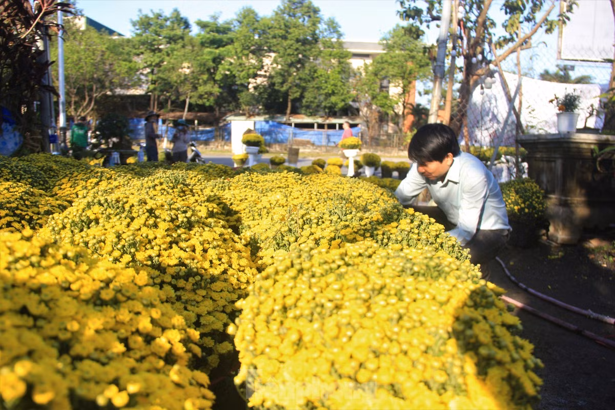 Cuc no qua som, chu vuon khoc rong ban thao truoc