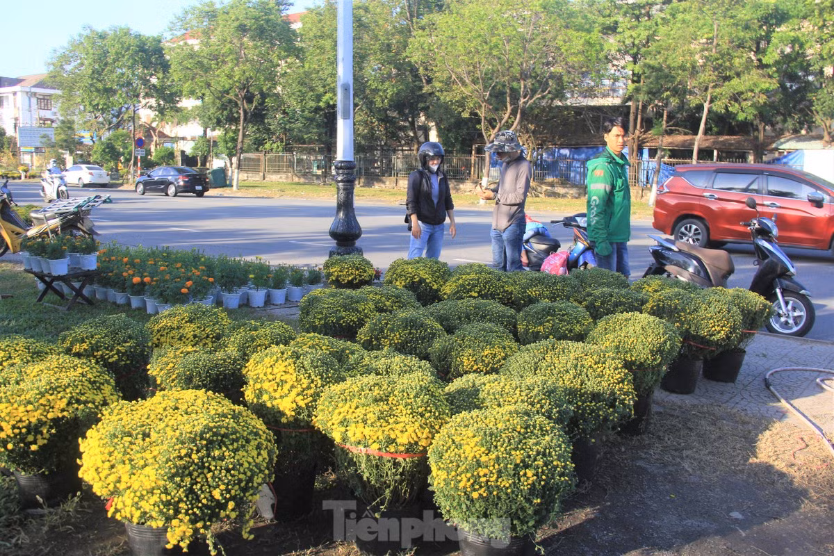 Cuc no qua som, chu vuon khoc rong ban thao truoc-Hinh-6