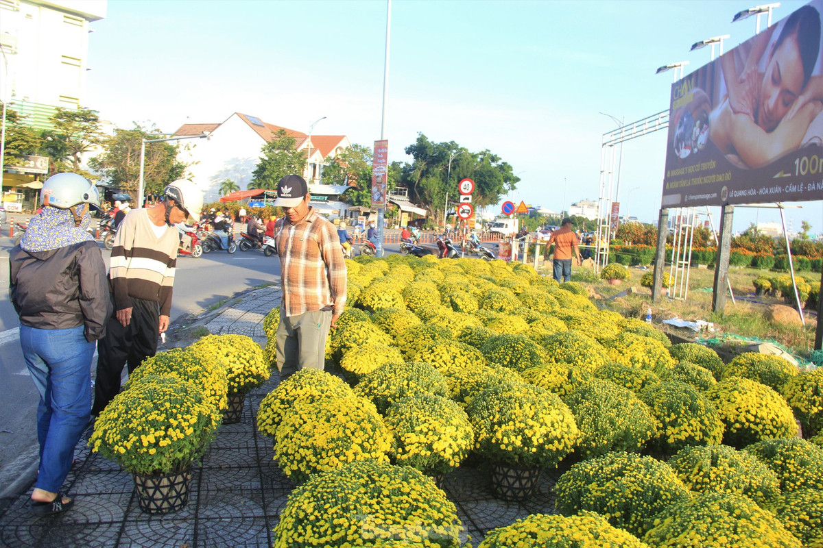 Cuc no qua som, chu vuon khoc rong ban thao truoc-Hinh-10