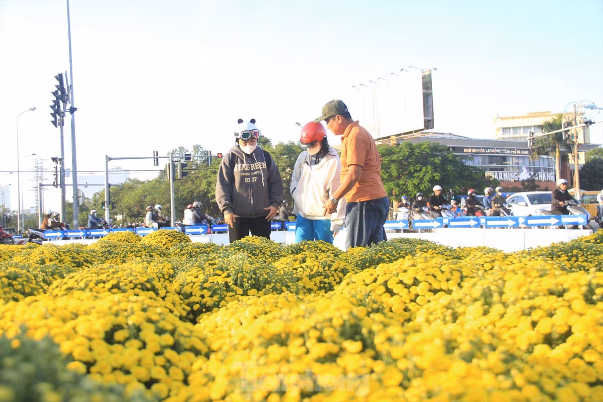 Cuc no qua som, chu vuon khoc rong ban thao truoc-Hinh-8